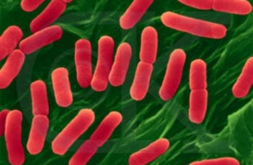 Evin en mikrop saçan eşyası hangisi?