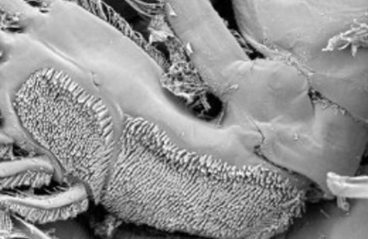 Dünyada bir ilk Türk bilimadamları buldu