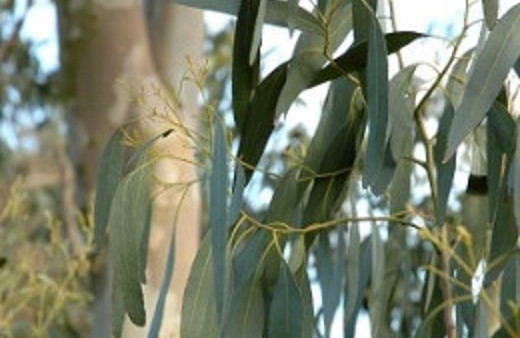 'O ağaçların kökünü Türkiye'den kazıyın'