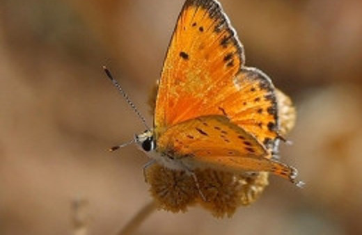 Hatay'da 6 yeni kelebek türü