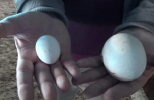 Tavuk yumurtası görenleri şaşırttı