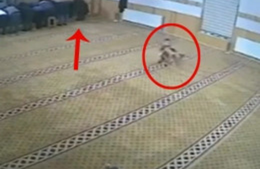 Camideki afacan fenomen oldu