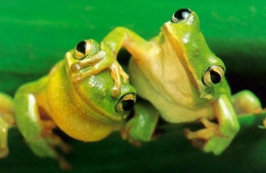 Yeni bir amfibi türünün keşfedildi