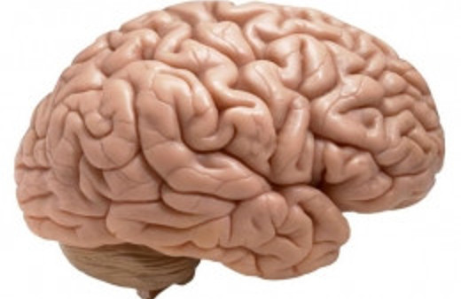 Dişi farenin beynini bakın neye dönüştürdüler?