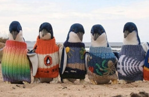 Bu penguenler neden kazak giyiyor?