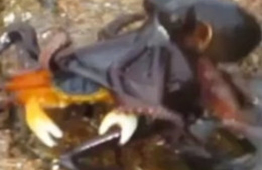 Ahtapot yengeci kaptığı gibi yuttu