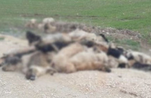 Bursa'da inanılmaz köpek katliamı