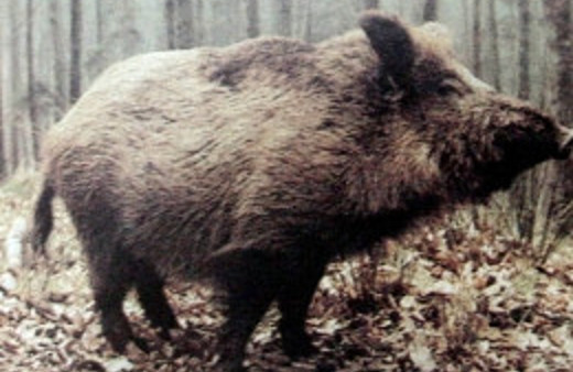 İstanbul'da 'Yaban domuzu' paniği