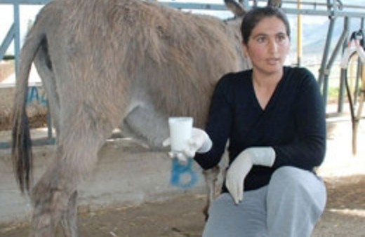 'Eşek Sütü'nün litresi 100 lira