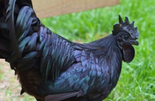 Kiralık tavuk haftada 10 yumurta garanti