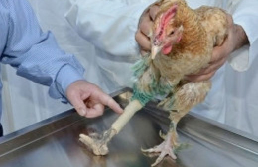 Protez bacak taktılar