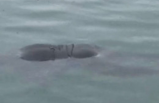 Sarıyer'de denizde kadın cesedi