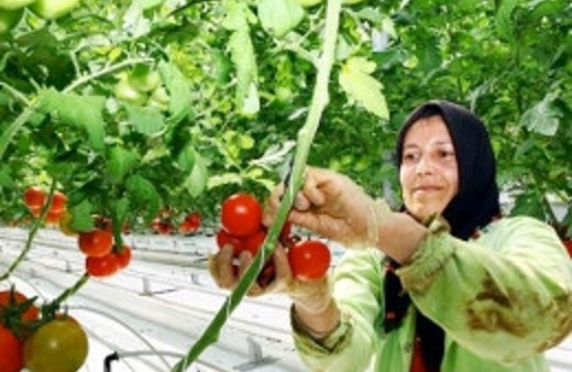 -35 derecede domates ürettiler