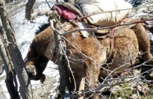 Asker Şırnak'ta 8 katırı öldürdü