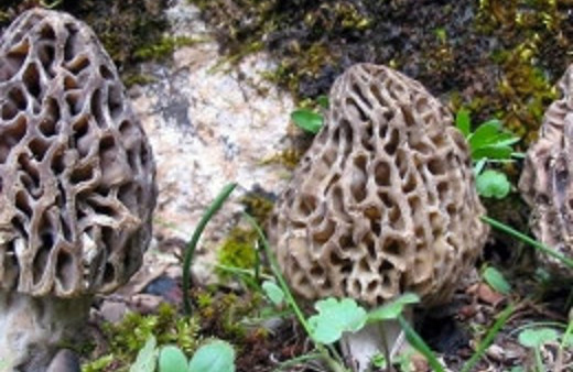 Kuzugöbeği nedir faydaları saymakla bitmiyor