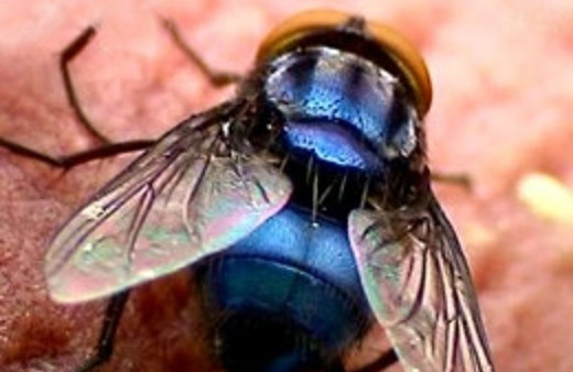 Adamın burnundan öyle şeyler çıktı ki...