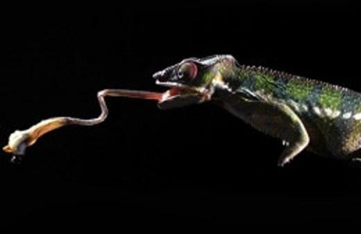 Savaş uçağından 4 kat hızlı bukalemun