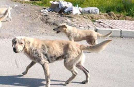 Sokak köpekleri bir kadını öldürdü