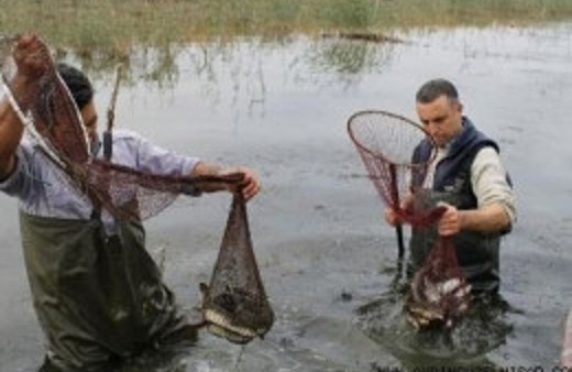 Söke'de 500 kilo yılan balığı dağıtıldı