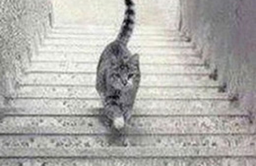 YSK Başkanı şaşırttı: Bütün kedileri topladık!