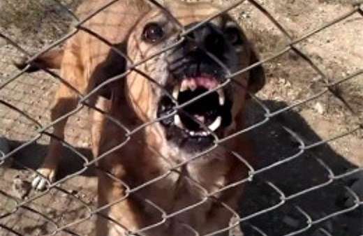 Şanlıurfa'da kuduz karantinası başladı