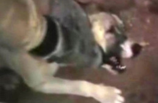 Köpeğe işkence yapan o asker bulundu!