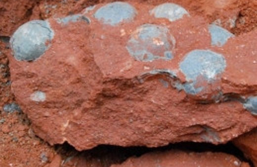 43 dinozor yumurtası bulundu