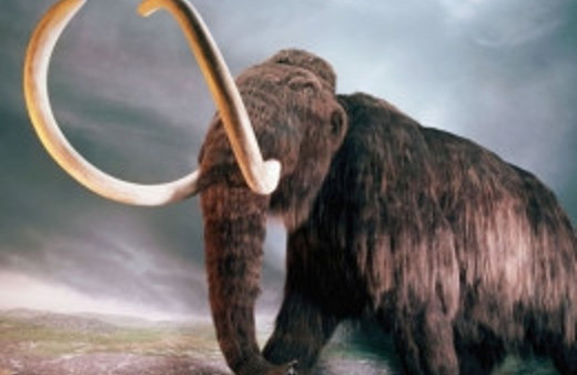 Mamutları yeniden diriltecekler