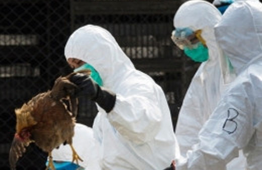 Bursa'da 100 bin tavuk itlaf edildi!