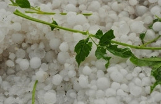 Manisa'da dolu bağlara zarar verdi!