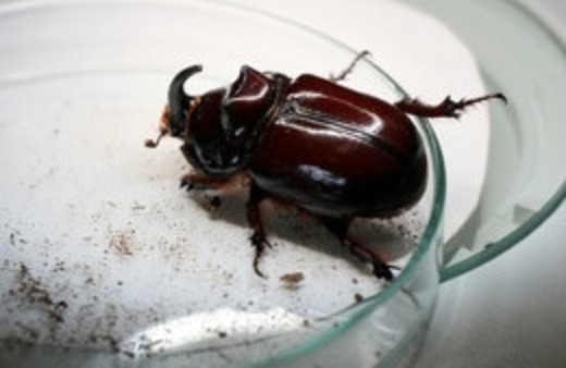 Gergedan böceğinin asıl fiyatı belli oldu