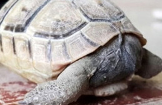 Kafası olmayan kaplumbağa görenler şaştı kaldı