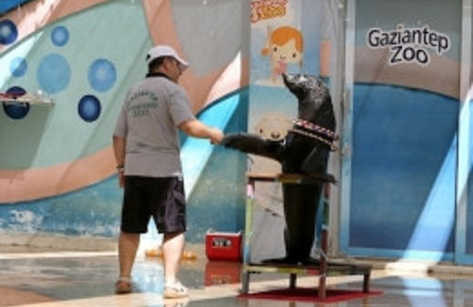 Gaziantep'te fok gösterilerine yoğun ilgi