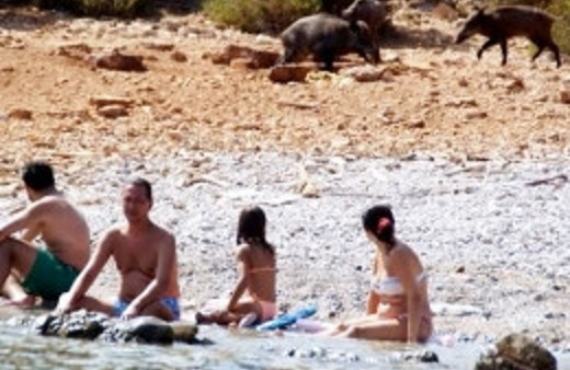 Bodrum sahillerini domuzlar bastı