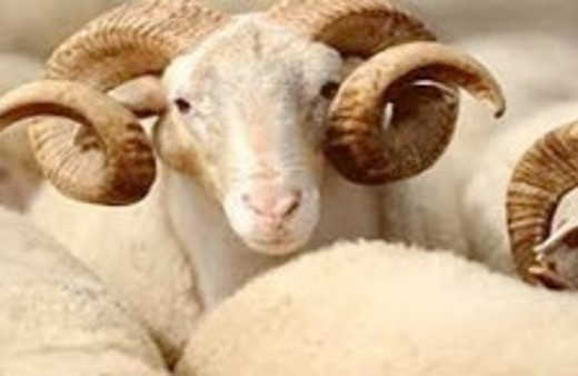 Kurban vekalet ücretleri belli oldu!