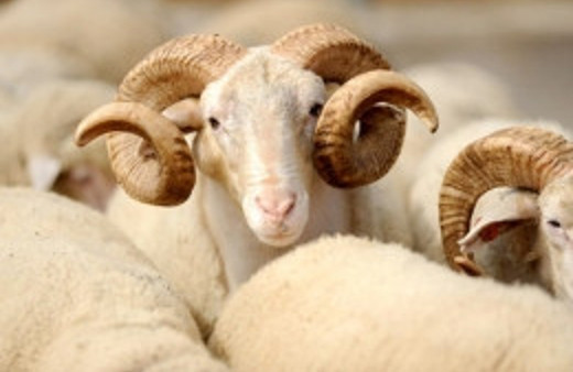 Kurban Bayramı mesajları en güzel bayram mesajı