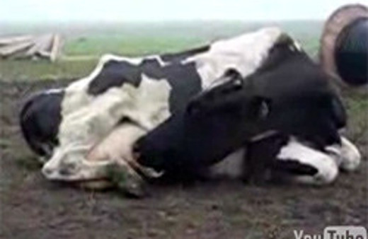 İnek kendini emiyor! Video