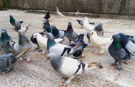 Güvercin uçurma sırası tartışmasında başından vuruldu!