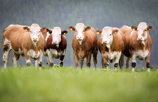 İnsanlara Tinder sığırlara Tudder