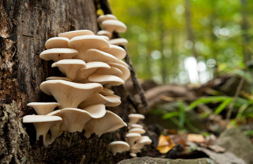 Hem lezzetli hem ekonomik Kırmızı ete rakip olan istiridye mantarı faydalarıyla şaşırtıyor