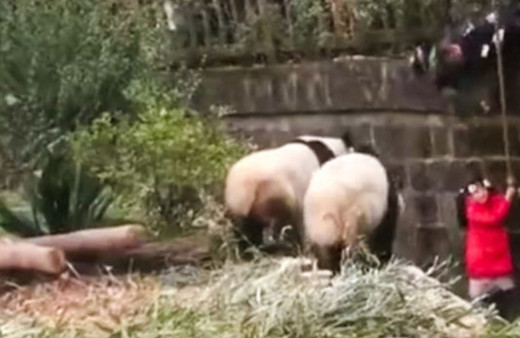 8 yaşındaki küçük kız pandaların arasına düştü