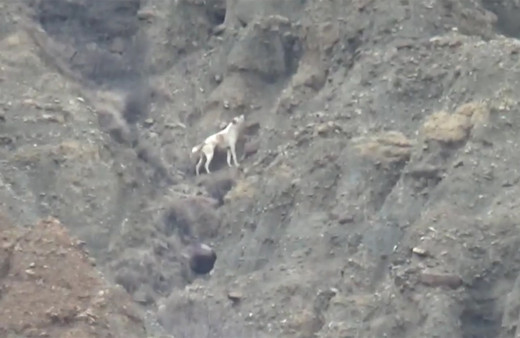 5 gündür kurtarılmayı bekleyen köpeğe Haluk Levent'ten yardım eli