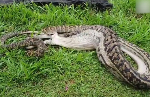 Avustralya'da dev yılan kanguruyu yuttu