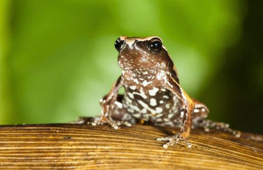 Hindistan'da keşfedildi! Yılda 4 günden daha az süre ortaya çıkıyorlar