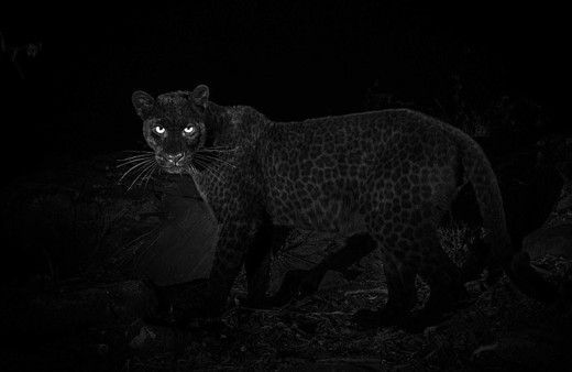 100 yıl sonra ilk kez görüntülendi görenlerin ağzı açık kaldı