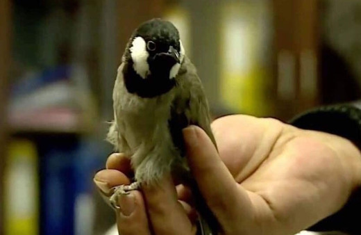 Iraklı "kaçak" bülbülü sınır dışı ettiler