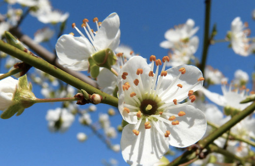 Cemre düşmesi 2019 ilk nereye düşecek ne zaman?