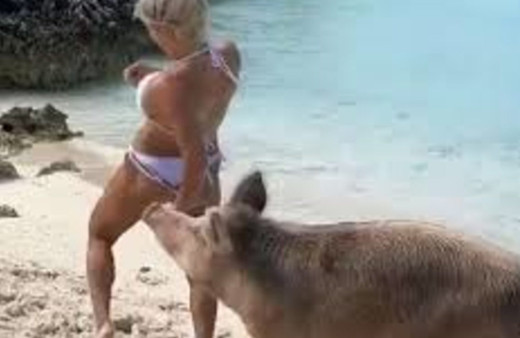 Michelle Lewin fotoğraf çekimi sırasında domuzların saldırısına uğradı