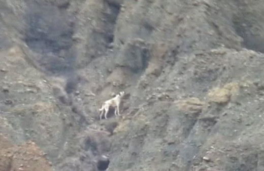 Çankırı'da kanyonda mahsur kalan köpek bulunamadı