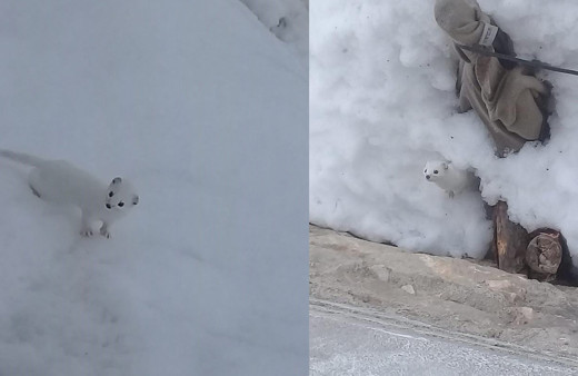 Efsanevi Beyaz Gelincik görüntülendi! Aç kalınca köye indi